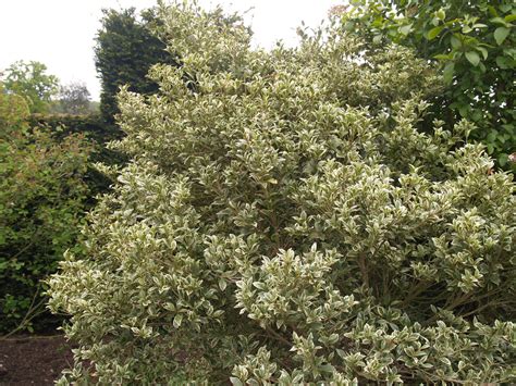 Osmanthus heterophyllus ‘Variegatus’ | Kiefer Nursery: Trees, Shrubs ...