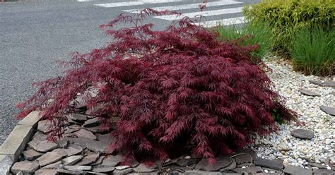 17 of the Best Dwarf Japanese Maple Varieties - Improve My Home 24