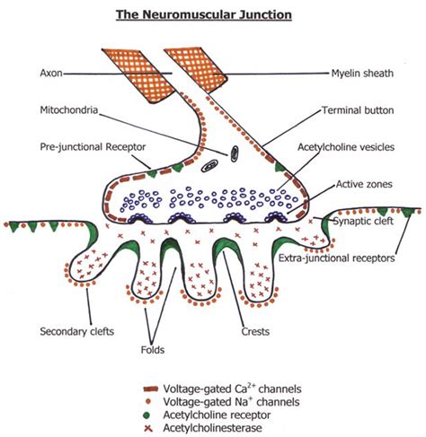 Physiology of the Neuromuscular Junction : WFSA - Resources