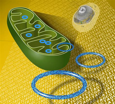 Study Shows Mitochondrial DNA Can Be Passed Through Fathers | Genetics | Sci-News.com