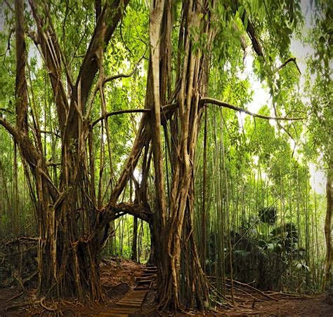 Manoa Falls Trail - Hawaii on a Map