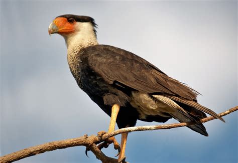 Crested Caracara