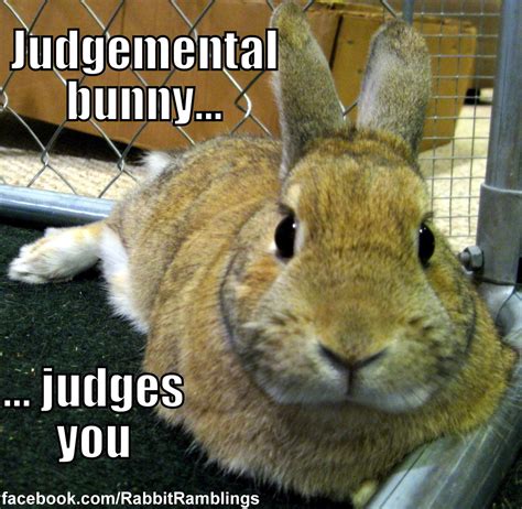 Rabbit Ramblings: Funny Bunny Memes