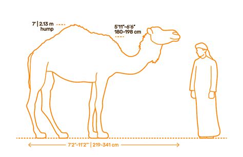 Dromedary Camel (Camelus dromedarius) Dimensions & Drawings ...