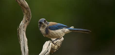 Fall Migrating Birds - Irvine Ranch Natural Landmarks