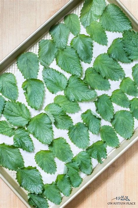 Drying Herbs in the Oven: An Easy Guide - On Sutton Place