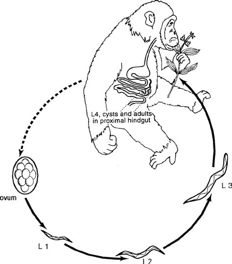 Monkey Life Cycle Diagram