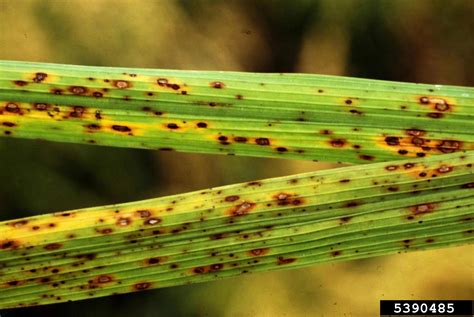 brown spot of rice (Cochliobolus miyabeanus)