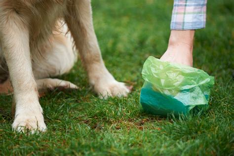 Comparing DIY Pet Waste Removal and Professional Services