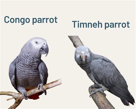 Parrot african grey - Similar Species Subspecies Plumages Measurements