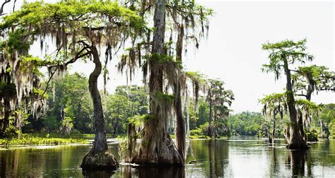 Bayou Landscape In Southern Mississippi by Ron Levine