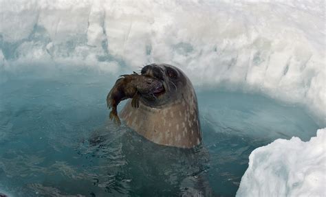 Marine predator tracking a novel boost for Southern Ocean | University ...