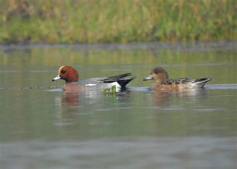 Eurasian Wigeon - Facts, Diet, Habitat & Pictures on Animalia.bio