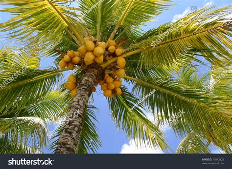 Clusters Of Coconuts On Beautiful Palm Tree On Mauritius Island Stock ...