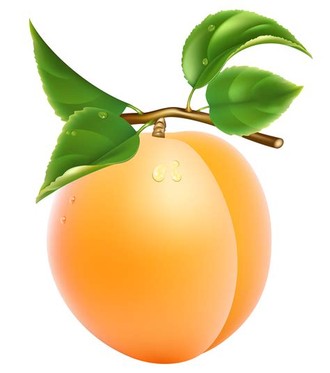 Free Apricot Cliparts, Download Free Apricot Cliparts png images, Free ...