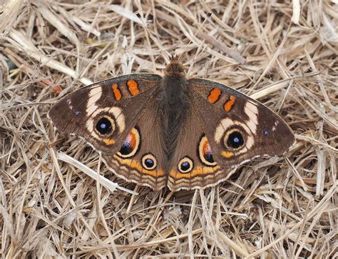 Common Buckeye caterpillar – Mendonoma Sightings