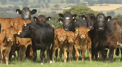 Cow Fertility Do you know what it takes to get to optimize your herd ...