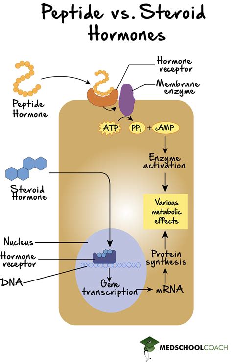 Types of Hormones – MCAT Biology | MedSchoolCoach