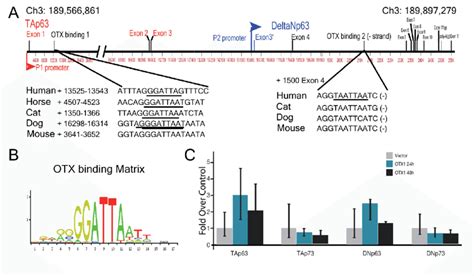 Promoter analysis of p63 gene. (A) Genomic location and structure of ...