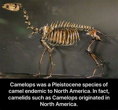 Camelops was a Pleistocene species of camel endemic to North America ...