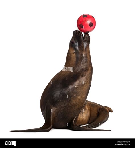 Sea Lion Ball High Resolution Stock Photography and Images - Alamy