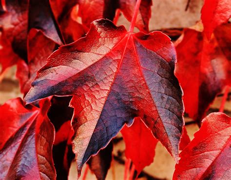 Red and Brown Plant Leaf in Closeup Photo · Free Stock Photo