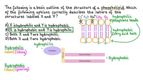 Question Video: Describing the Properties of Regions of a Phospholipid | Nagwa