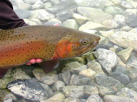 Central Alberta Fly Tying Club: Lahontan Cutthroat Trout