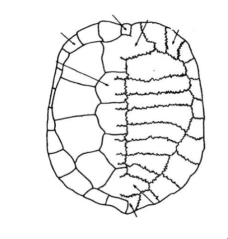 Carapace Diagram | Quizlet