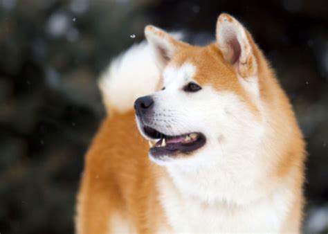 Akita Dog Breed Profile: Meet This Loyal Japanese Dog