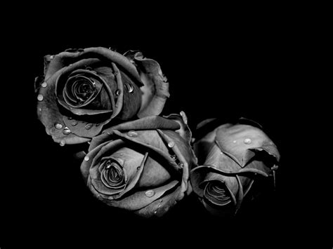 10 New Gothic Black Roses Wallpaper FULL HD 1920×1080 For PC Desktop 2024