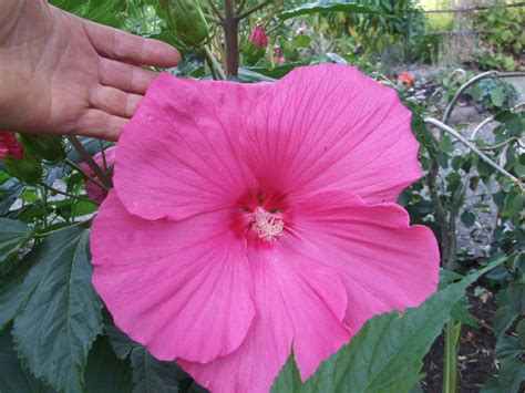 Hardy Hibiscus Seeds PINK CLOUD Winter Hardy Perennial