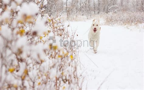 Free download | HD PNG background dog snow wallpaper background best ...