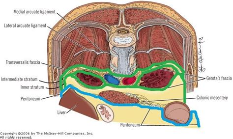 Fascia transversalis - fascia rétropéritonéal - fascia pariétal post