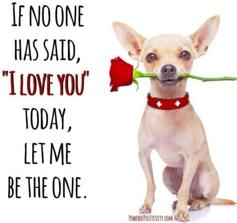 I love you too | Chihuahua quotes, Chihuahua love, Chihuahua funny