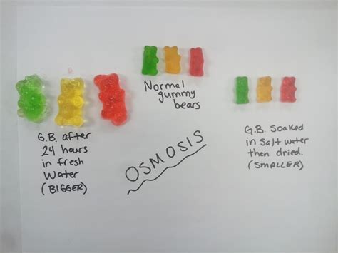 Mme Merriman's Classroom: Gummy Bear Osmosis