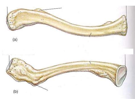 Clavicle Diagram | Quizlet