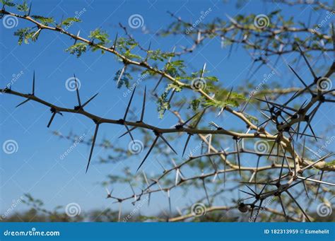 Sharp Long Thorns Of Acacia Tree, Wattle Royalty-Free Stock Photography ...