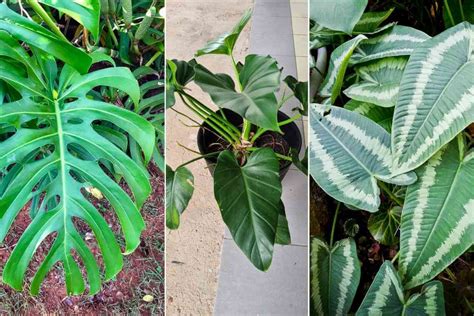 20 Popular Types of Philodendron Plants (+ PHOTOS)