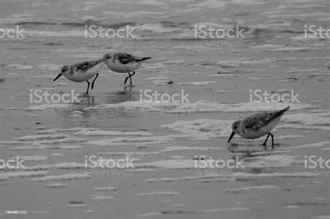 Black And White Coastal Scenes Stock Photo - Download Image Now - Animals Hunting, Aquatic Sport ...