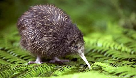 Interesting facts about kiwis | Just Fun Facts