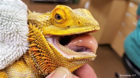 Bearded Dragons Teeth