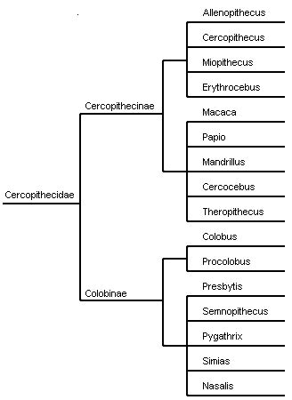 Primate Taxonomy Chart - Minga