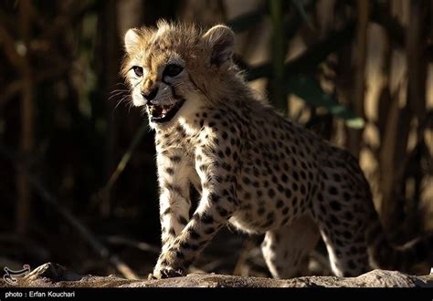 Asiatic Cheetah - Facts, Diet, Habitat & Pictures on Animalia.bio