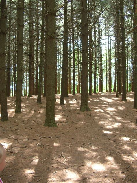 File:USA Pine forest.jpg - Wikimedia Commons