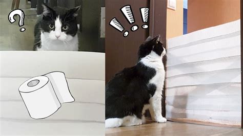 Cat Toilet Paper Meme: Hài Hước Với Thú Cưng Và Giấy Vệ Sinh ...