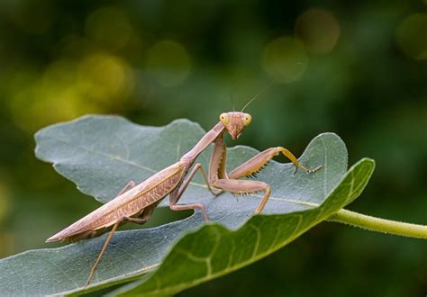 Praying Mantis - Facts and Beyond | Biology Dictionary