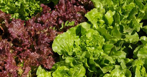 9 Health and Nutrition Benefits of Red Leaf Lettuce