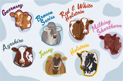 Dairy cattle breed associations: Honoring the past while looking to the ...