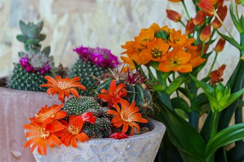 5 Sun-Loving Succulents That Love the Texas Climate